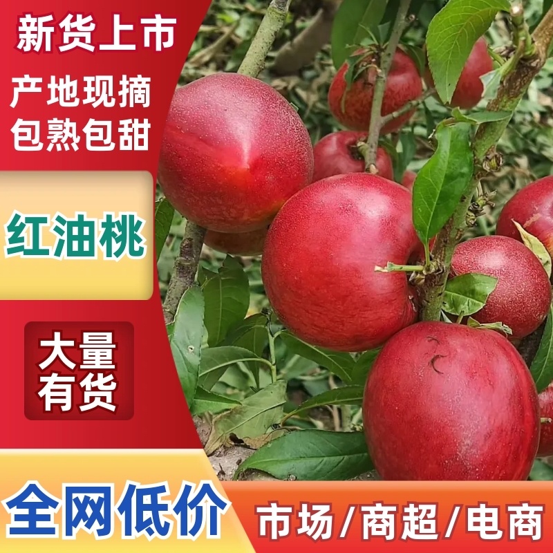 油桃精品红油黄油唐山产地直发保证质量欢迎实力客户前来收购