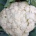河北散花精品花菜有机花菜货量充足全国发货量大从优