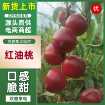 河北油桃大量上市中，产地直供，欢迎来电咨询洽谈