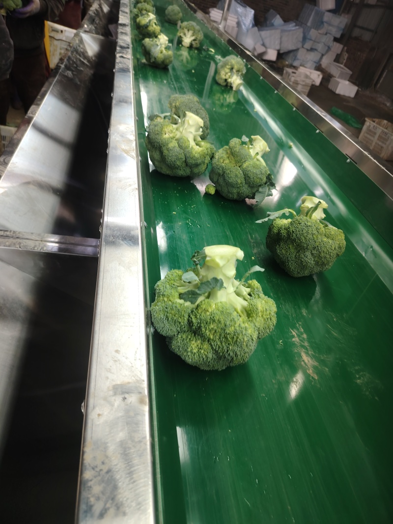 西兰花云南小米粒量大从优