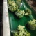 西兰花云南小米粒量大从优