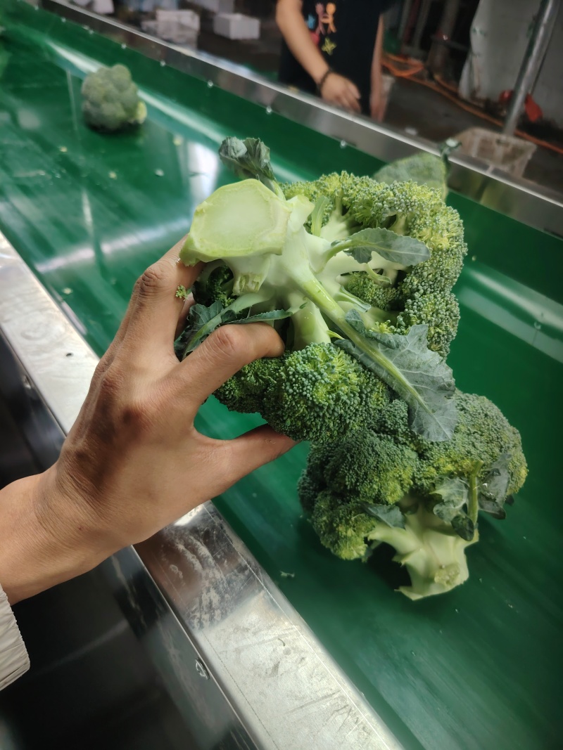 西兰花云南小米粒量大从优
