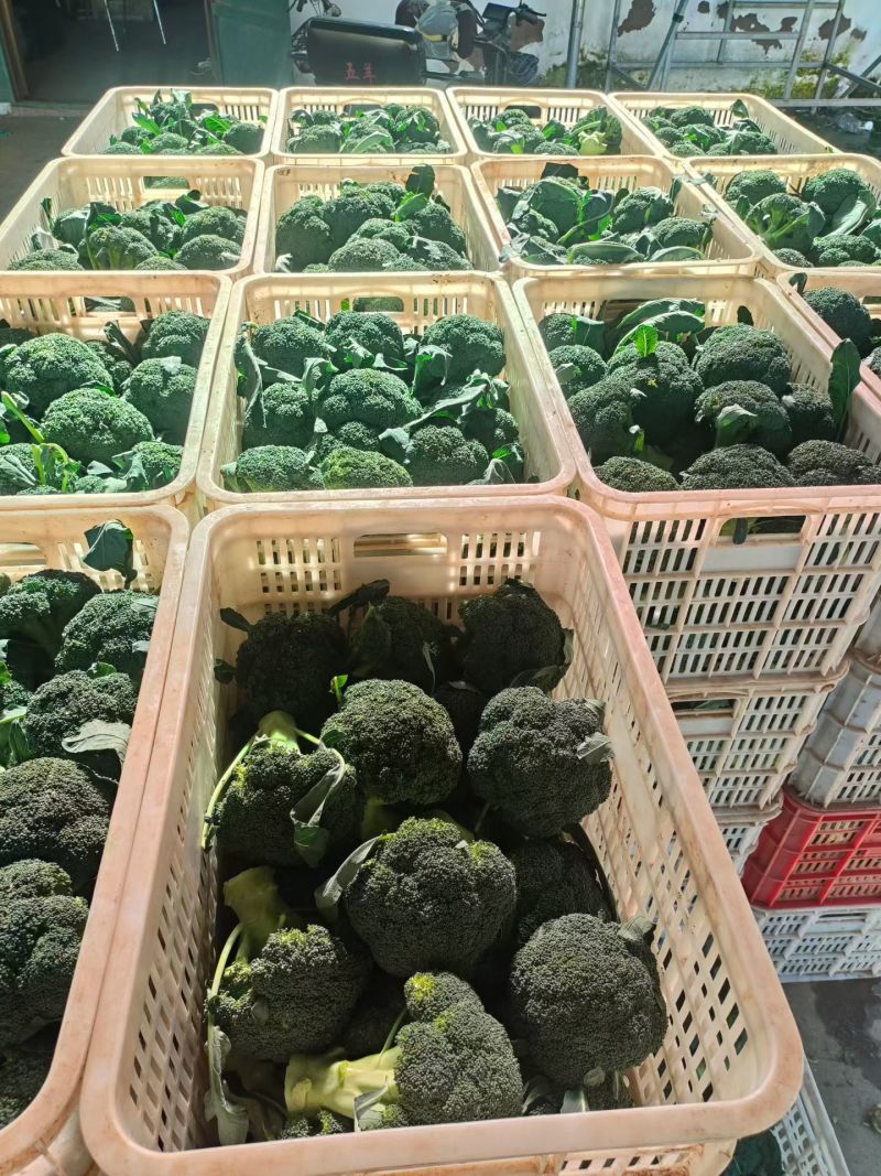 西兰花河北西兰花产地直发保质保量对接全国商超市场