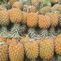 云南香水小菠萝