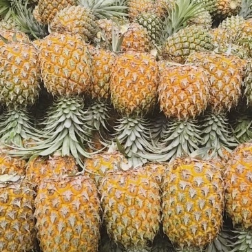 云南香水小菠萝