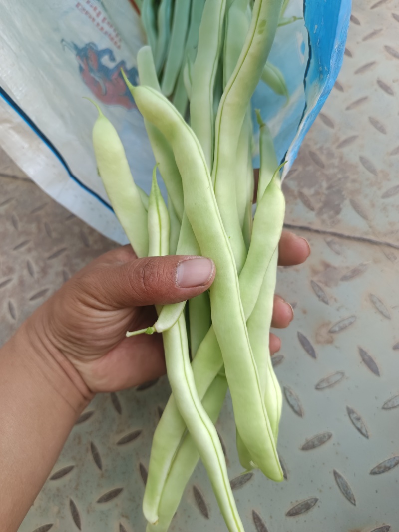 白豆
