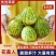 花美人花龙蜜甜瓜0.5斤以上
