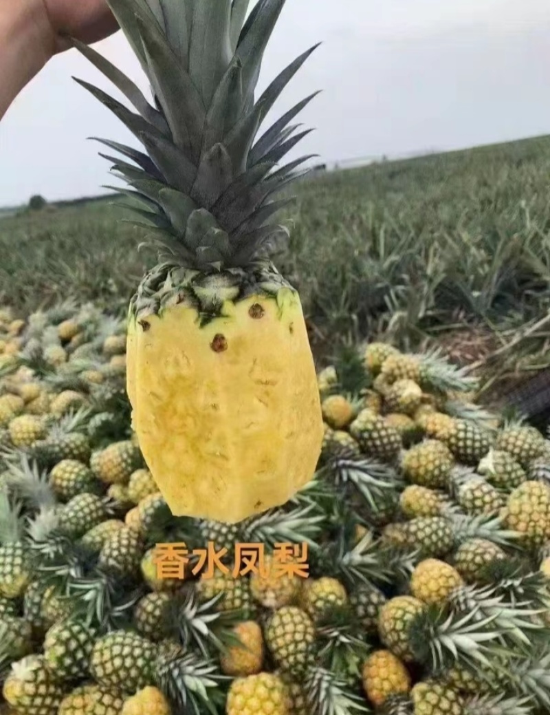 云南香水小菠萝