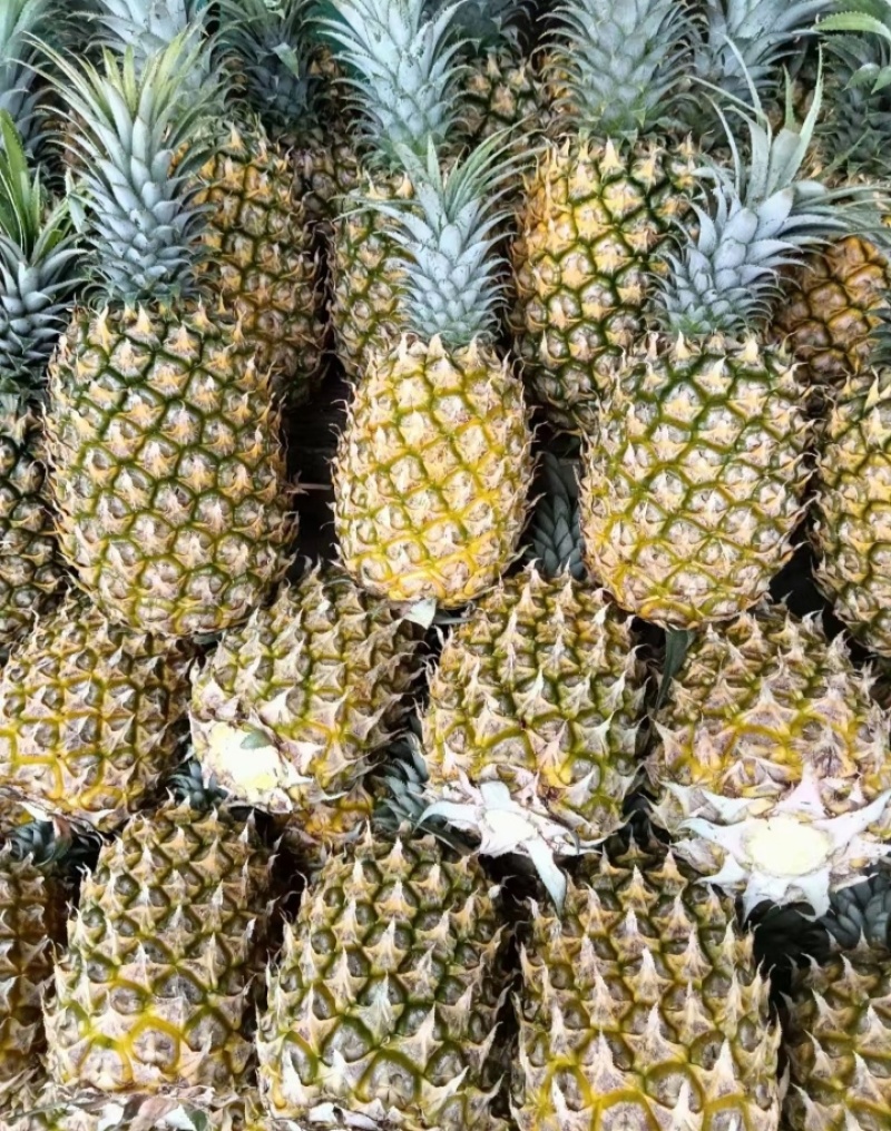 云南香水小菠萝