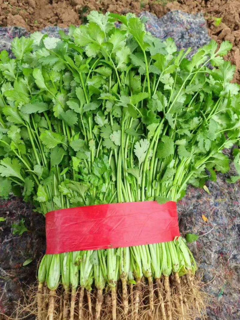 【推荐】河北香菜精品香菜农家自种大量上市按需配货发车