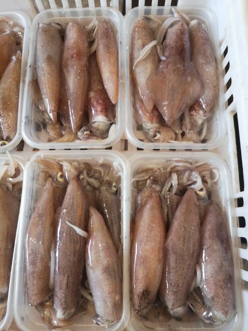母管鱿鱼，每个小管里面都有膏，一盒4/6个