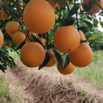 桂林恭城新鲜夏橙