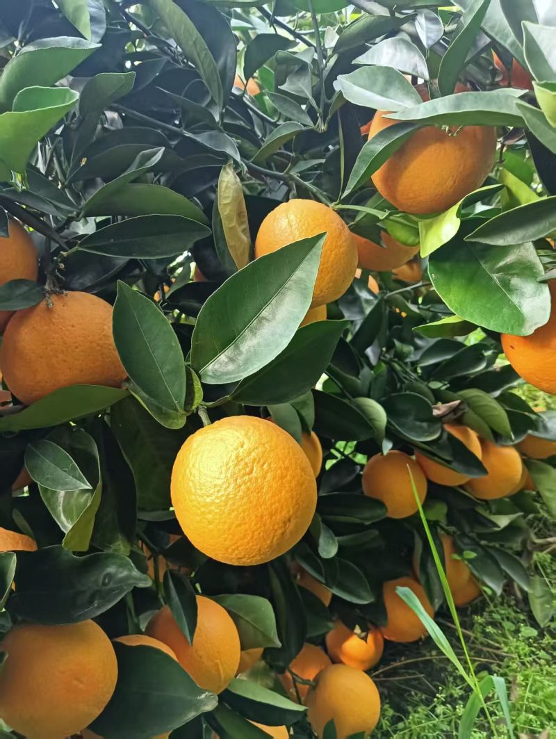 桂林恭城新鲜夏橙