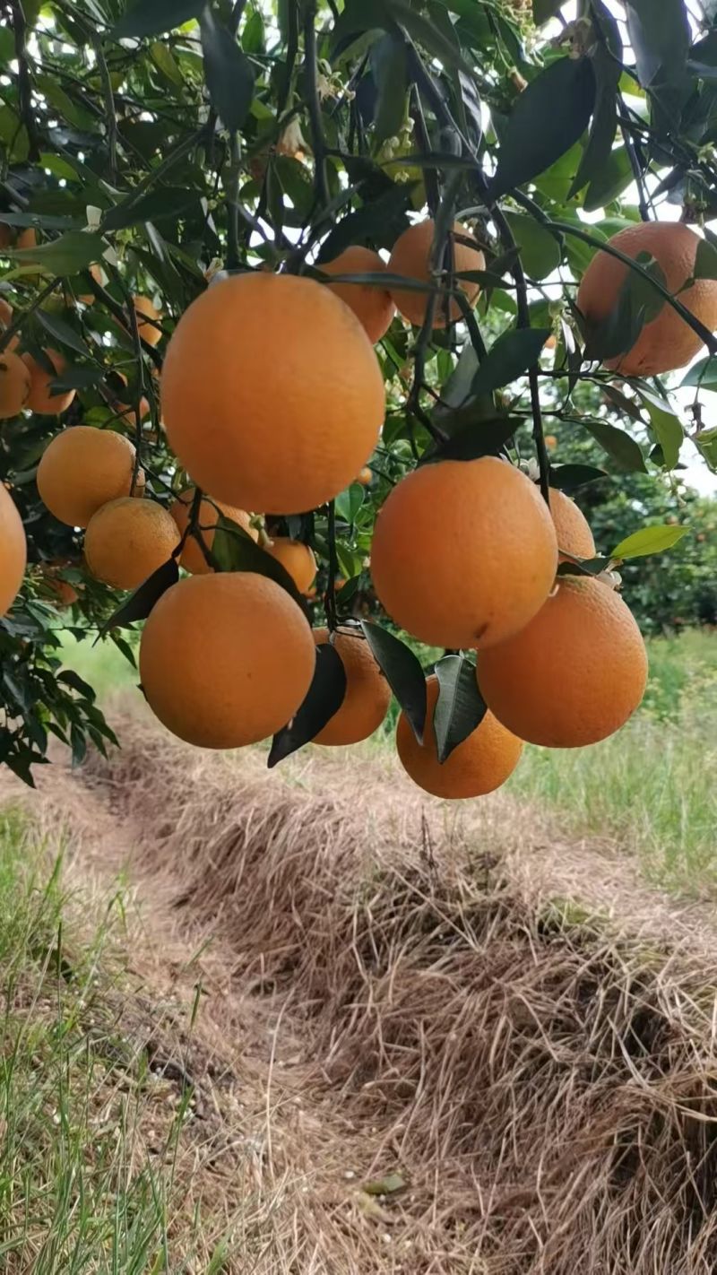 桂林恭城新鲜夏橙
