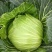 迎春翠翡白菜，无虫眼，无麻叶，皮薄肉厚