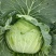 迎春翠翡白菜，无虫眼，无麻叶，皮薄肉厚