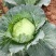 迎春翠翡白菜，无虫眼，无麻叶，皮薄肉厚