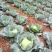 迎春翠翡白菜，无虫眼，无麻叶，皮薄肉厚