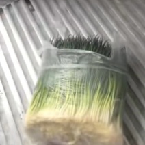 精品小葱