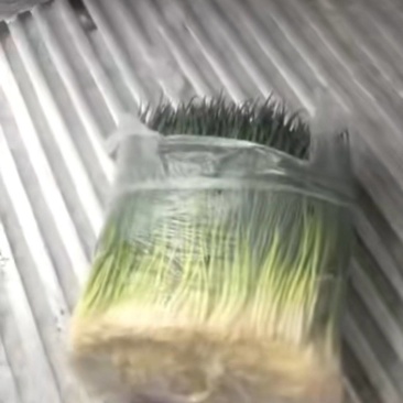 精品小葱