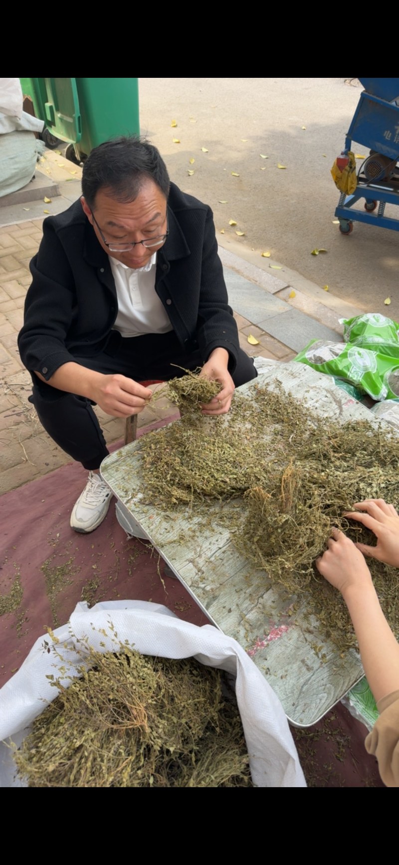 瓜子金中药材手选瓜子金冷背中药材大全批发零售货真价实
