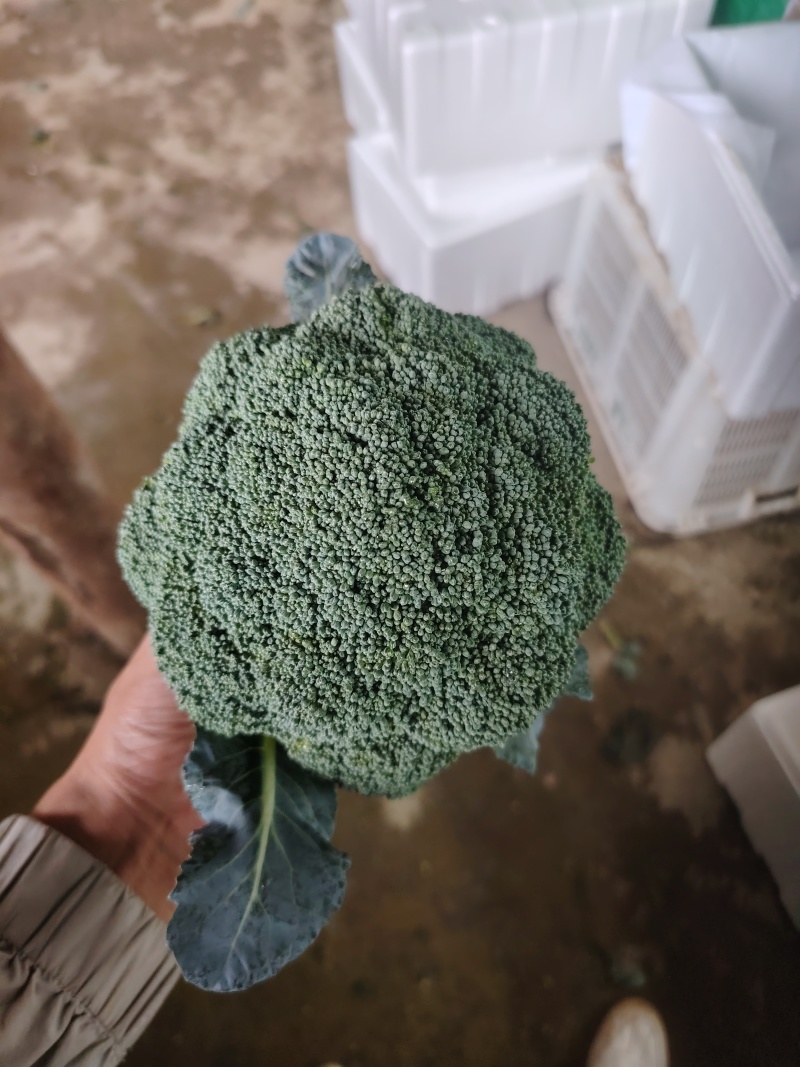 西兰花云南小米粒量大价格从优