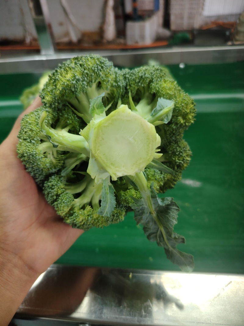 西兰花云南小米粒量大价格从优