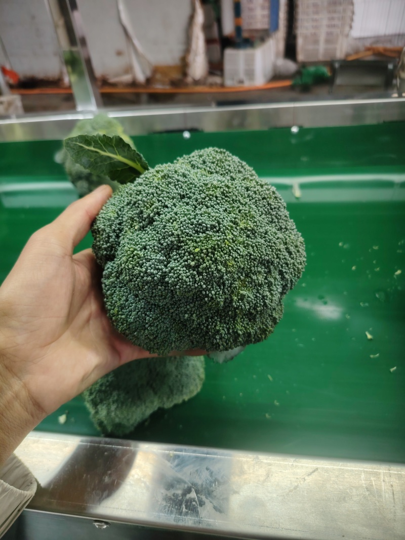 西兰花云南小米粒量大价格从优