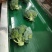 西兰花云南小米粒量大价格从优