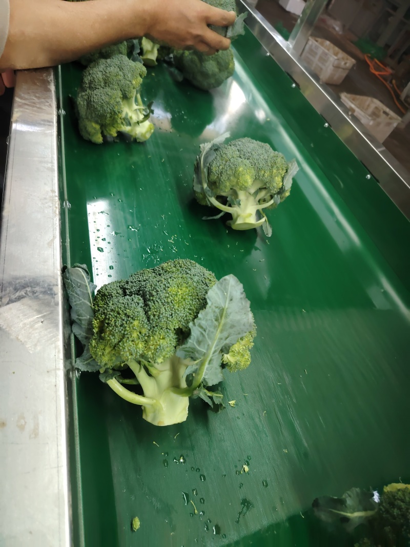西兰花云南小米粒量大价格从优