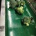 西兰花云南小米粒量大价格从优