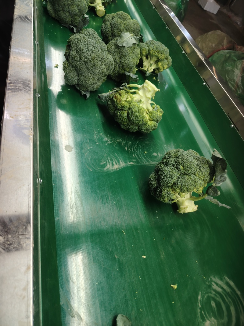 西兰花云南小米粒量大价格从优
