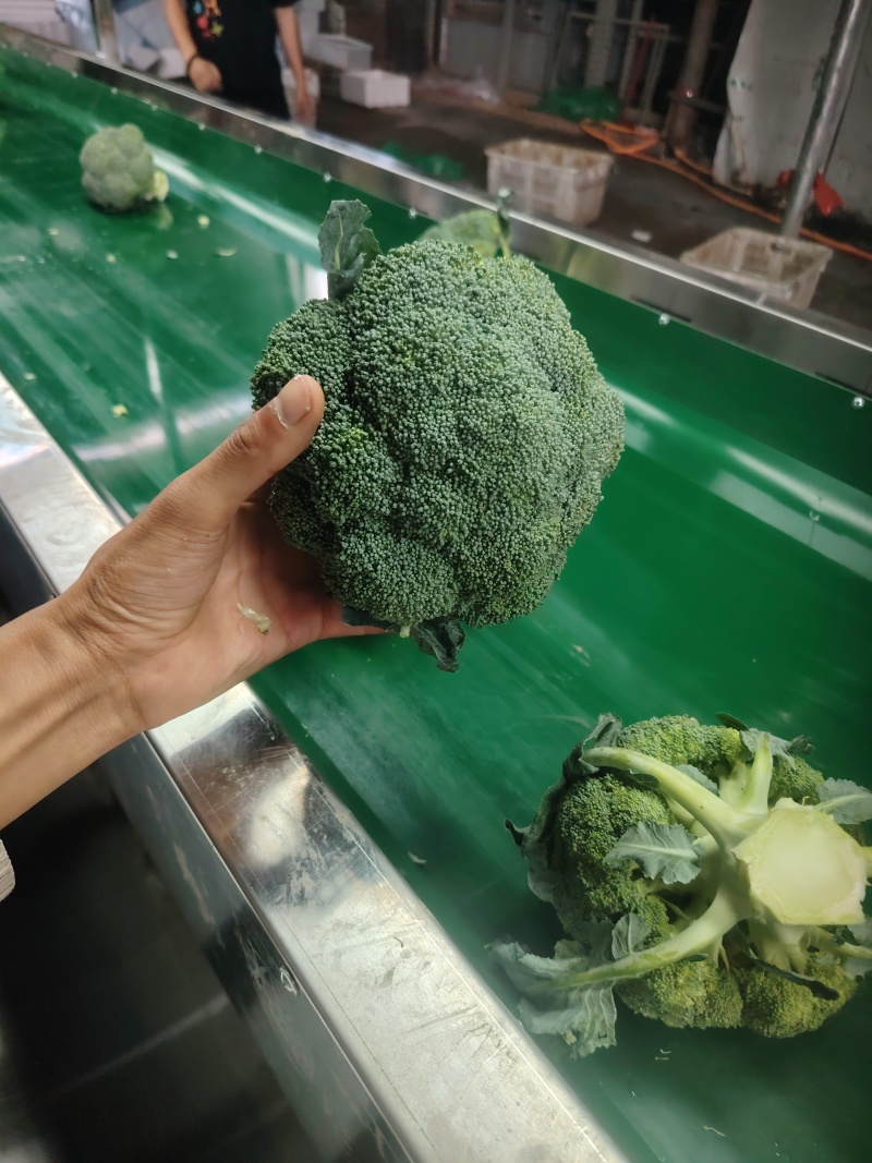西兰花云南小米粒量大价格从优