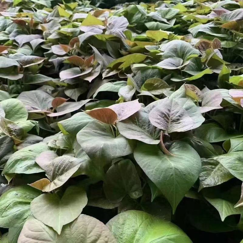 河南蜜薯苗红薯苗，产量高，质量保证，对接全国客户