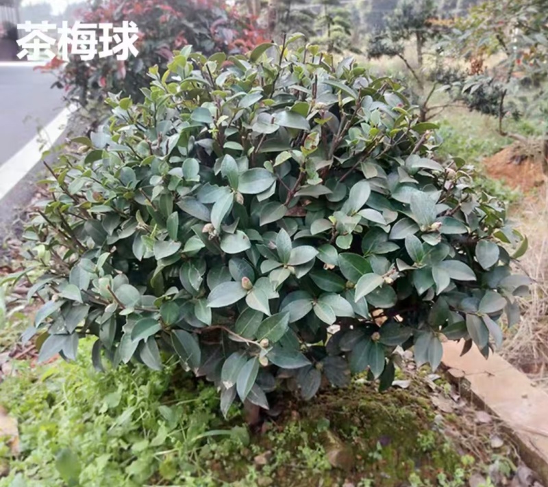 茶梅小毛球，一手货源，自产自销，品质保证，成活率高