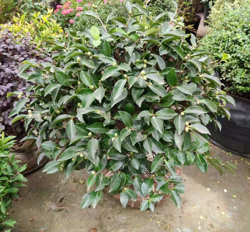 茶梅小毛球，一手货源，自产自销，品质保证，成活率高