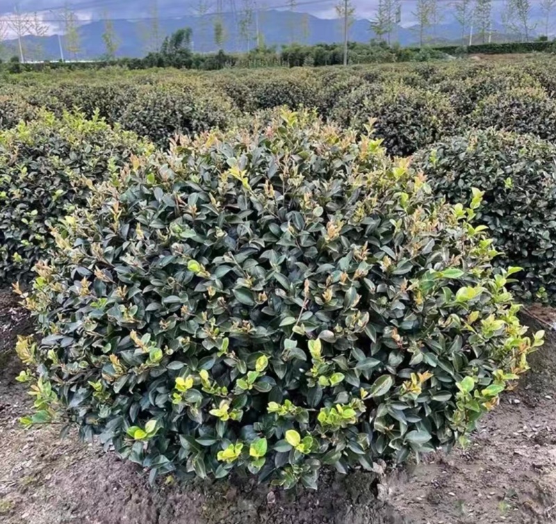 茶梅小毛球，一手货源，自产自销，品质保证，成活率高
