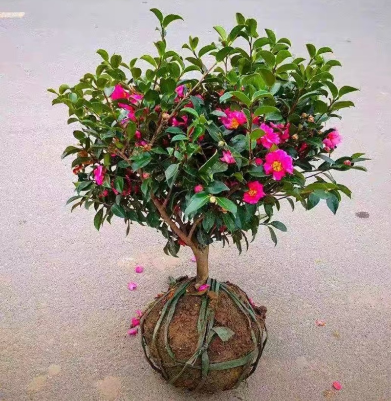茶梅小毛球，一手货源，自产自销，品质保证，成活率高