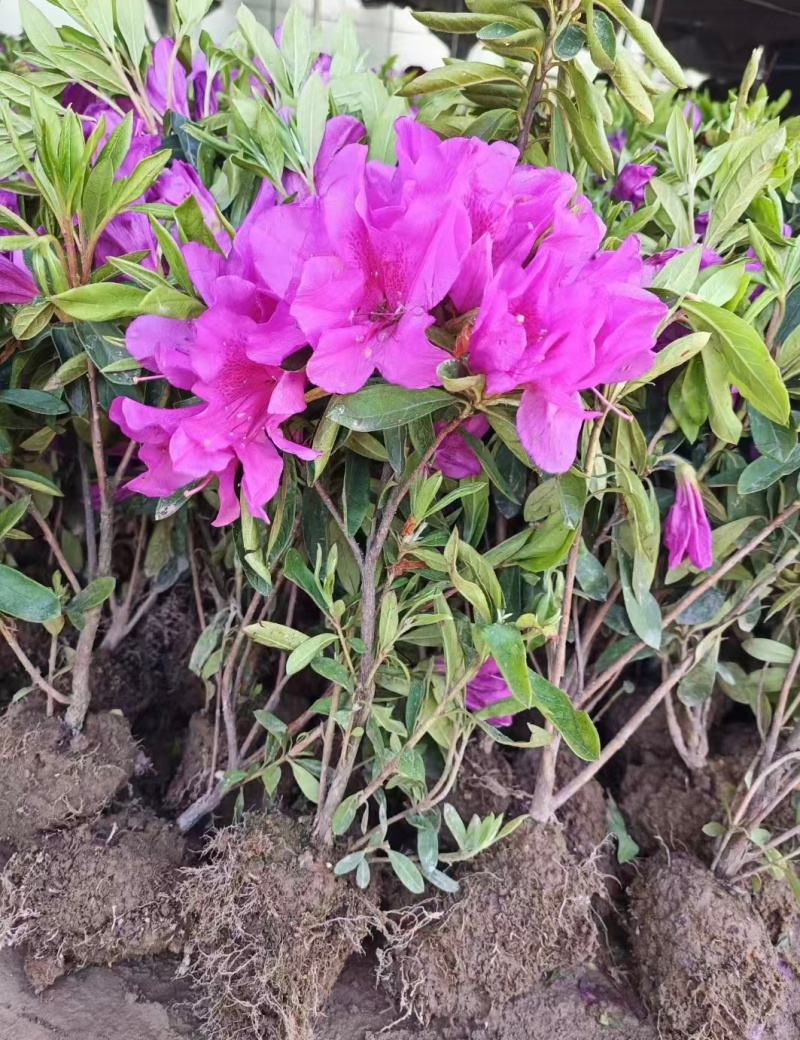 浙江夏娟绿化苗木，基地直发，品质保证，视频，实地看货