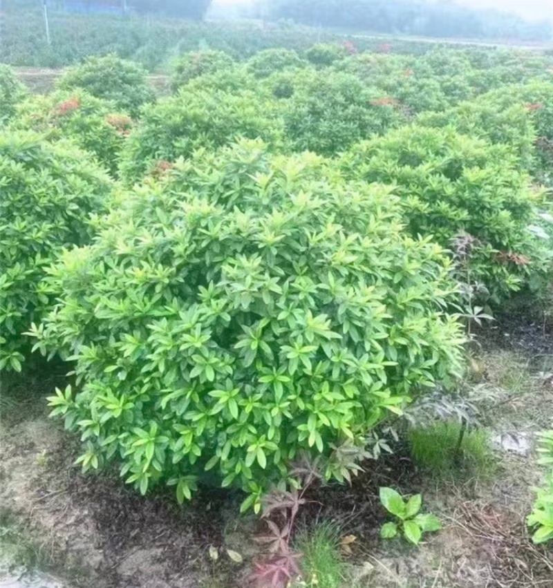 浙江夏娟绿化苗木，基地直发，品质保证，视频，实地看货