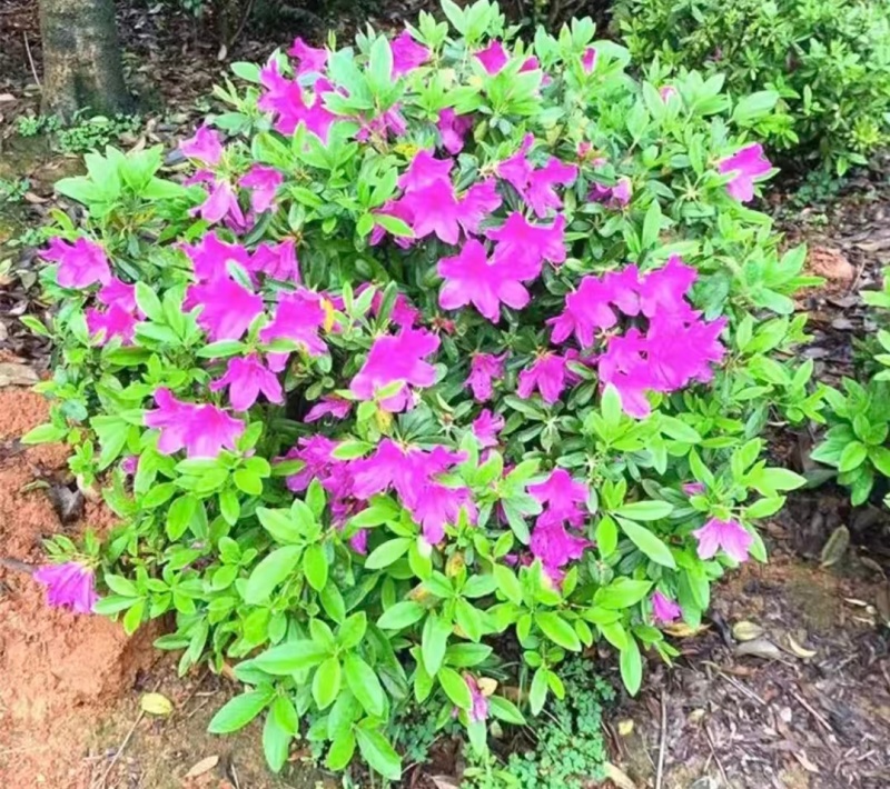 浙江夏娟绿化苗木，基地直发，品质保证，视频，实地看货