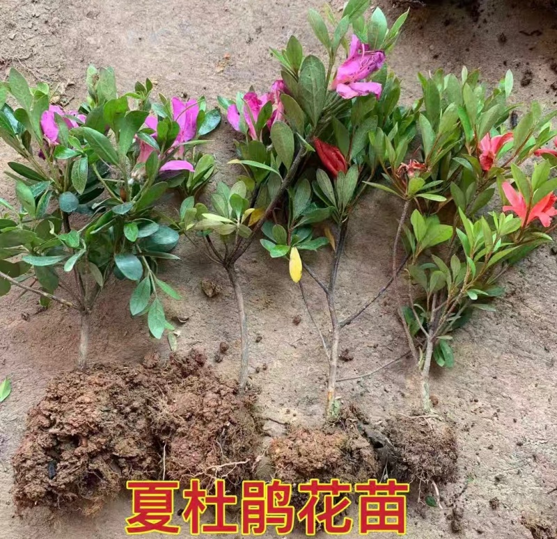 浙江夏娟绿化苗木，基地直发，品质保证，视频，实地看货