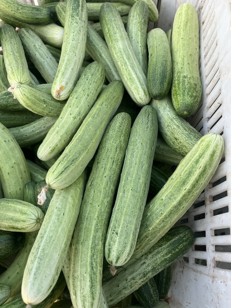 精品黄瓜