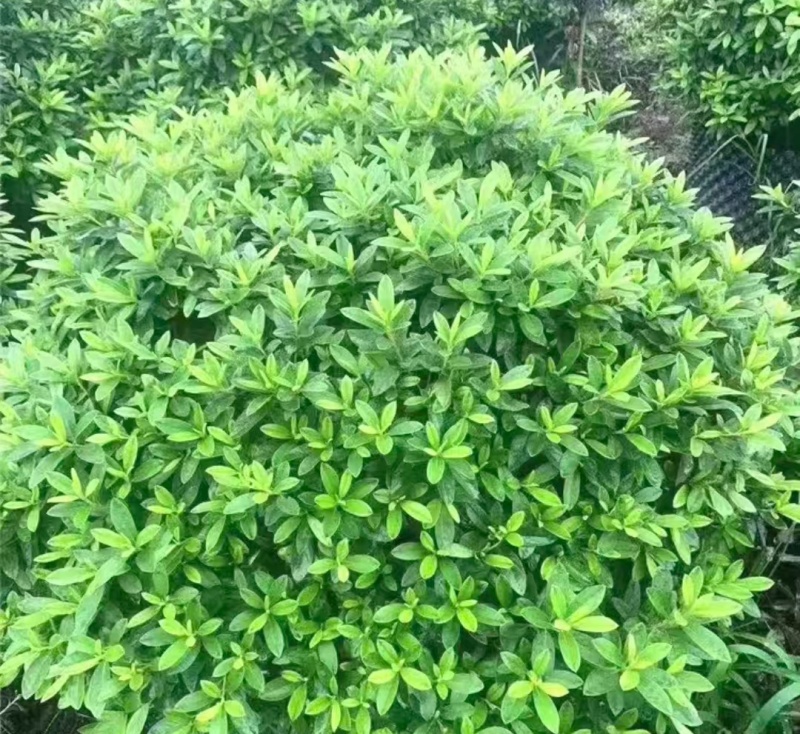 浙江宁波毛杜鹃，产地直发，量大优惠，规格齐全，欢迎来店
