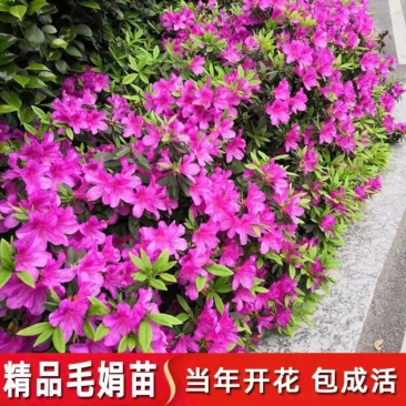 浙江宁波毛杜鹃，产地直发，量大优惠，规格齐全，欢迎来店
