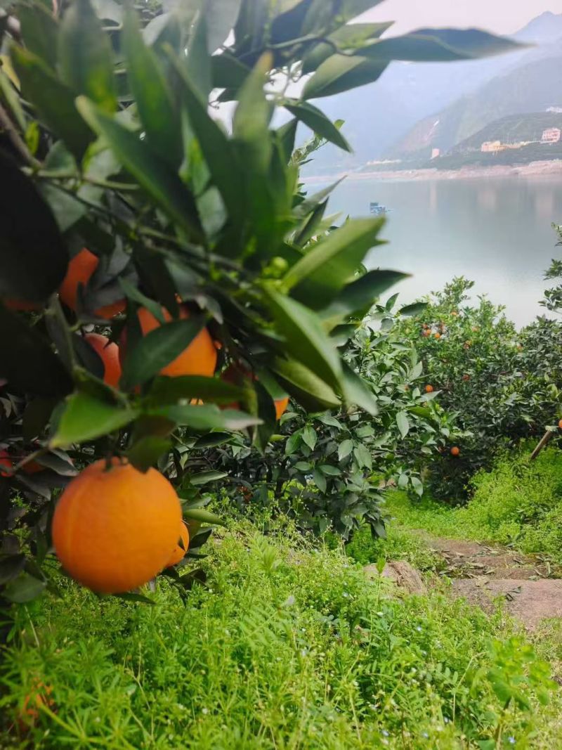 湖北秭归中华红脐橙新鲜采摘现采现发果肉细腻渣化渣