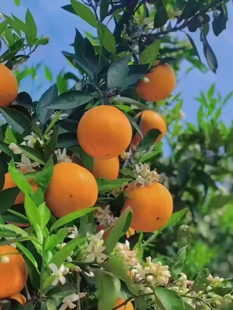 湖北秭归中华红脐橙新鲜采摘现采现发果肉细腻渣化渣