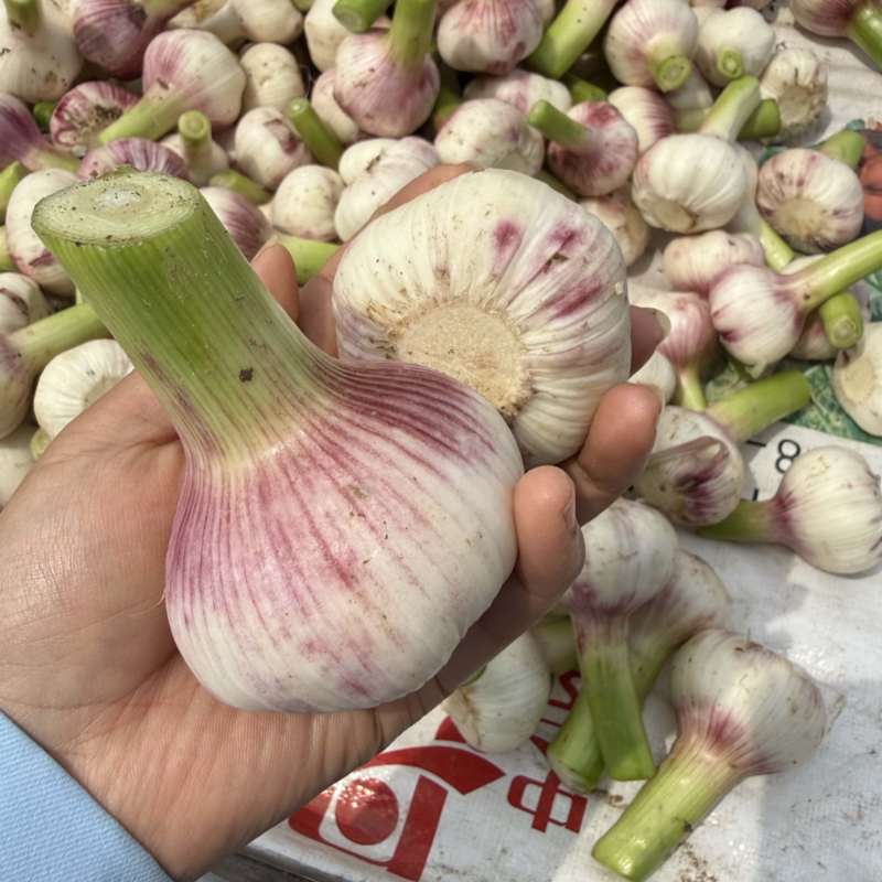 河南淮阳紫皮大蒜大量上市，大小在六公分左右