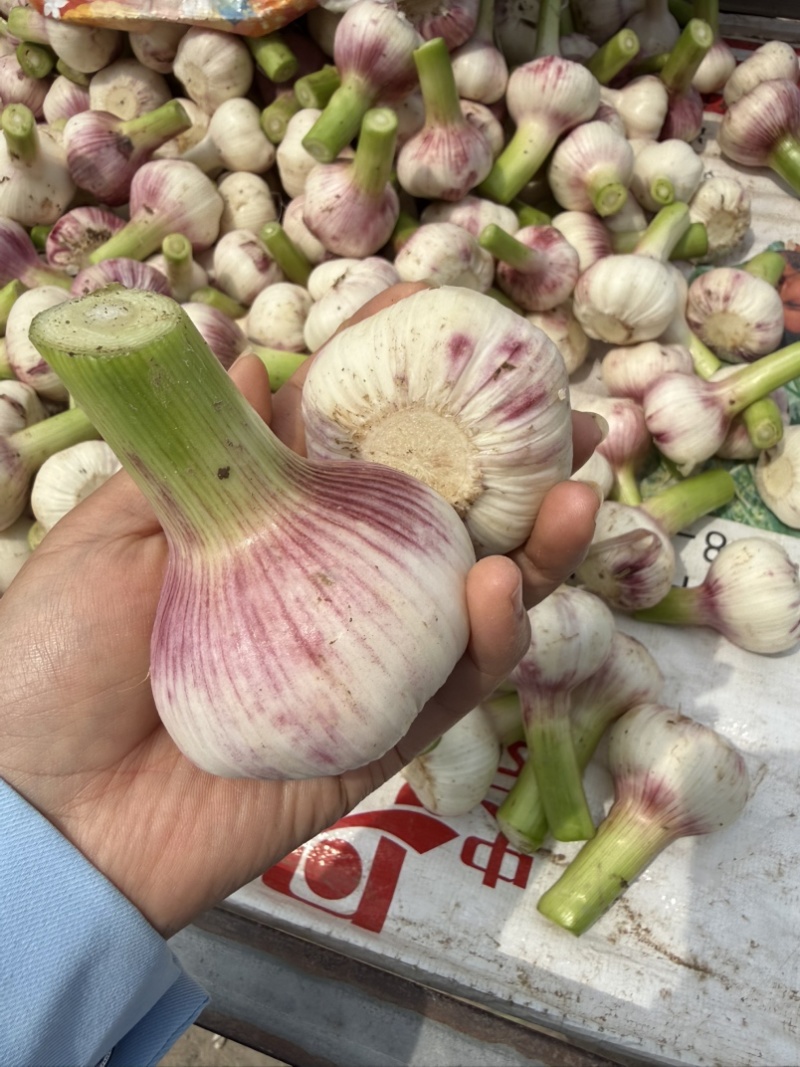 河南淮阳紫皮大蒜大量上市，大小在六公分左右