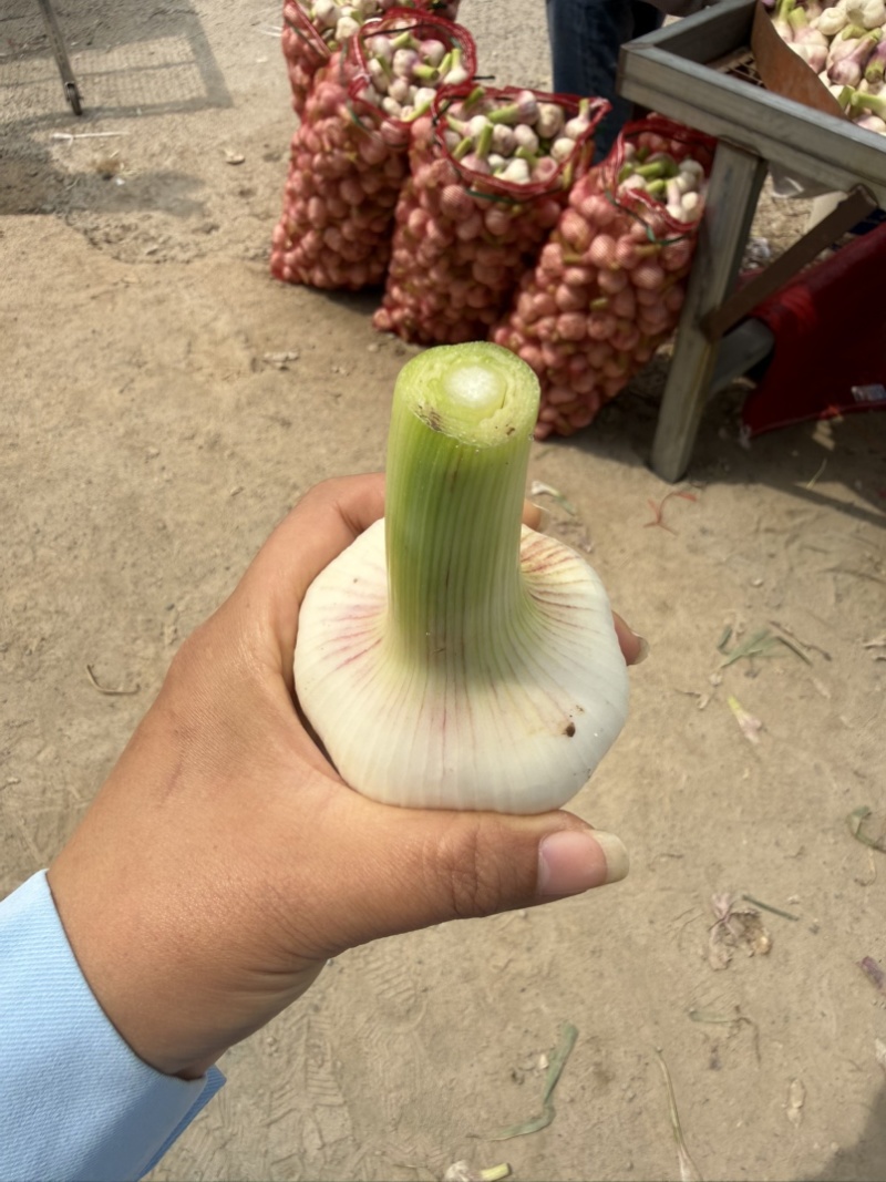 河南淮阳紫皮大蒜大量上市，大小在六公分左右